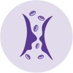 Microcirculation sanguine