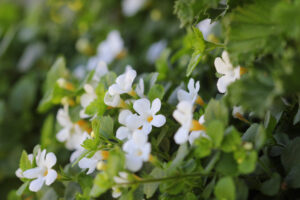 Bacopa et mémoire