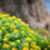 Rhodiola rosea